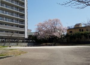 敷地内の提供公園。小さいお子様がいるご家族には安心ですね